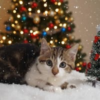 VOLCAN CHA, chat à adopter