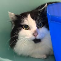 Oreo, chat à adopter