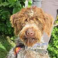 KOKO, chien à adopter