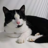 GRATOUILLE, chat à adopter