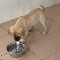 Peter, chien à adopter