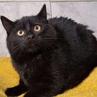 GROSJOJO, chat à adopter