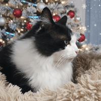 BOB CHA, chat à adopter