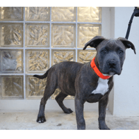 AVIAK HAA24685, chien à adopter