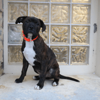 ARON HAA24686, chien à adopter