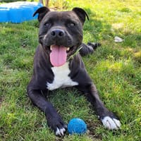 MAESTRO, chien à adopter