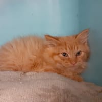 Toutti Fruity, chat à adopter