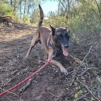 Ricou, chien à adopter