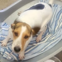 CAYOLA, chienne à adopter