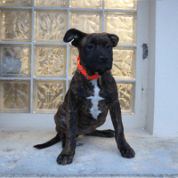 ASHKA HAA24683, chienne à adopter