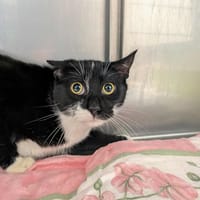 FELIX, chat à adopter