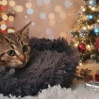 BOSTON CHA, chat à adopter