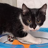 BASILIC, chat à adopter