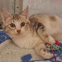 ASTRA, chatte à adopter