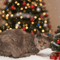 MUEZZA CHA, chatte à adopter