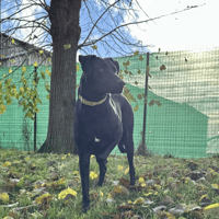 VICKY, chienne à adopter