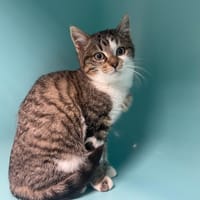 FROUFROU, chatte à adopter