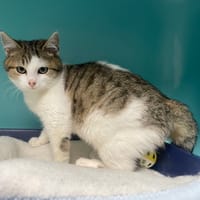 FLOPPY, chatte à adopter