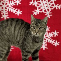 NISSAN, chat à adopter