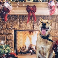 JAMES, chien à adopter