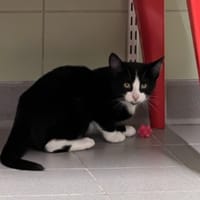 KARLITO, chat à adopter