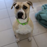 COSMOS, chien à adopter