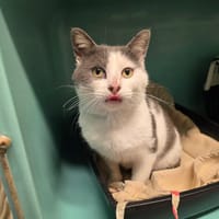 Picsou, chat à adopter