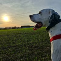 TANIA, chienne à adopter