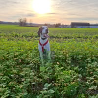TANIA, chienne à adopter