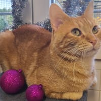 Léonard, chat à adopter