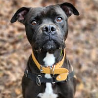 BEERUS, chien à adopter