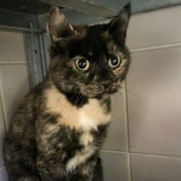 Tortue, chatte à adopter