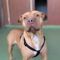 LETO, chien à adopter