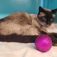 Maxou, chat à adopter