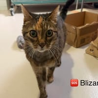 BLIZAR, chatte à adopter