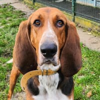 DEXTER, chien à adopter