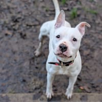 TAO, chien à adopter