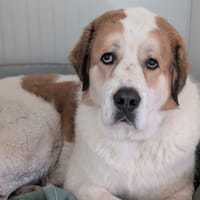 AIKO, chien à adopter