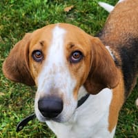 CLARICE, chienne à adopter