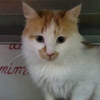 LINKIN, chat à adopter