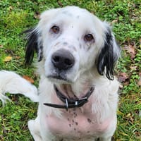 SOLTANE, chien à adopter