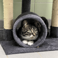 DOUGLAS, chat à adopter