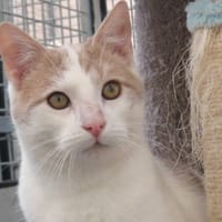 NOUGAT, chat à adopter