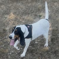 Kiko, chien à adopter