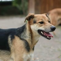 Pitouille, chienne à adopter