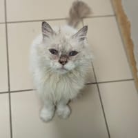 OPALINE, chatte à adopter