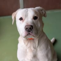 LULU, chien à adopter