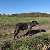 Nacio, chien à adopter