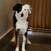 Gussa, chienne à adopter