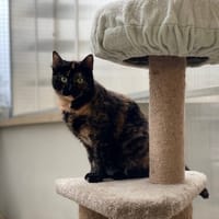PATATARTE, chatte à adopter